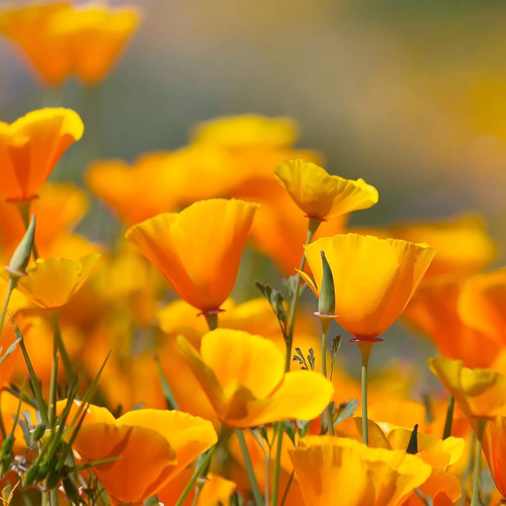 High quality Eschscholzia Flower seeds for Planting Hardy Variety, Heirloom & GMO Free Seeds for Home Garden seeds pack