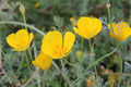 Eschscholzia Flower seeds for Planting Hardy Variety, Heirloom & GMO Free Seeds for Home Garden seeds for planting