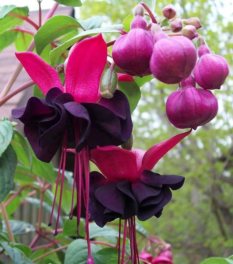 Black Pink Fuchsia Flower seeds for Planting Garden Favorite, Heirloom & GMO Free Seeds for Home Garden seeds for planting