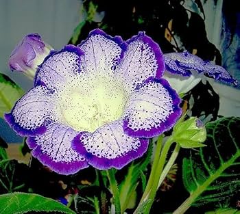 Purple White Gloxinia Flower Seeds for Planting Compact Growth Heirloom & GMO Free Seeds for Home Garden seeds for home gardening