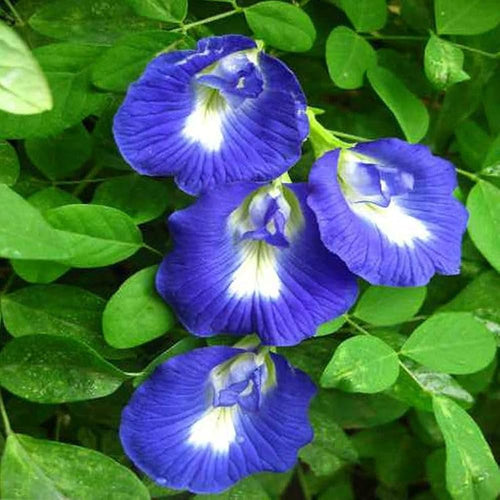 Blue Clitoria Flower seeds for Planting Vibrant Colors, Heirloom & GMO Free Seeds for Home Garden seeds for planting