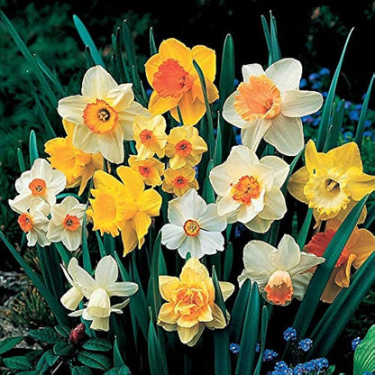 Mixed Daffodil Seeds For Planting - Multi-Color Blooms Flower
