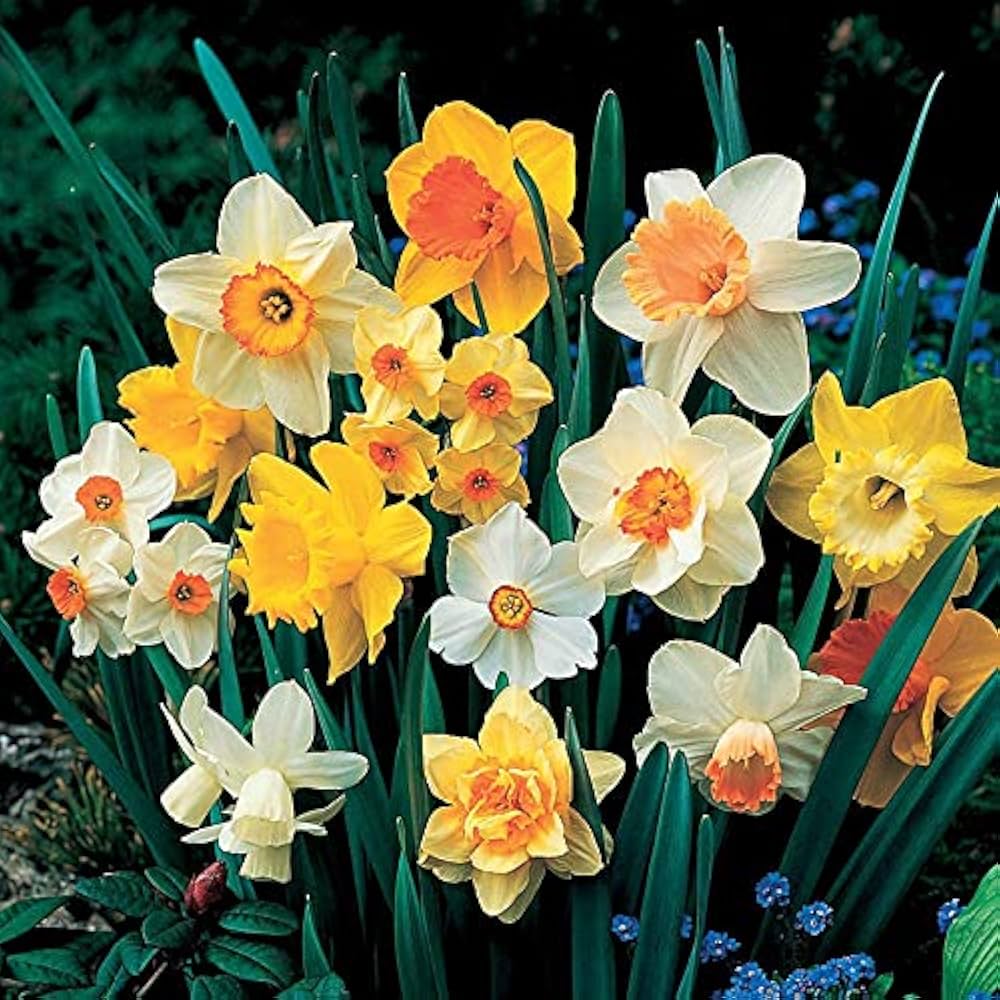 Premium Cream Orange Daffodil Flower seeds for Planting Shade Tolerant, Heirloom & GMO Free Seeds for Home Garden seeds