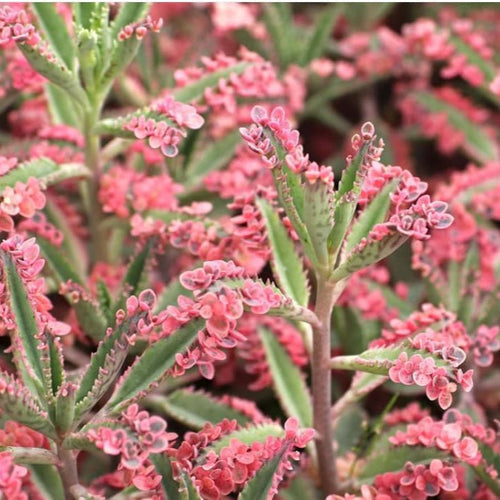 Brown Kalanchoe Bonsai Flower seeds for Planting Cut Flower Favorite, Heirloom & GMO Free Seeds for Home Garden seeds for planting