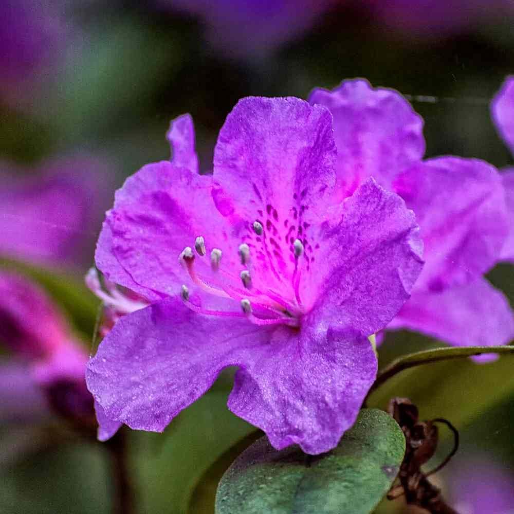 High quality Purple Azalea Flower seeds for Planting Easy to Grow, Heirloom & GMO Free Seeds for Home Garden seeds pack
