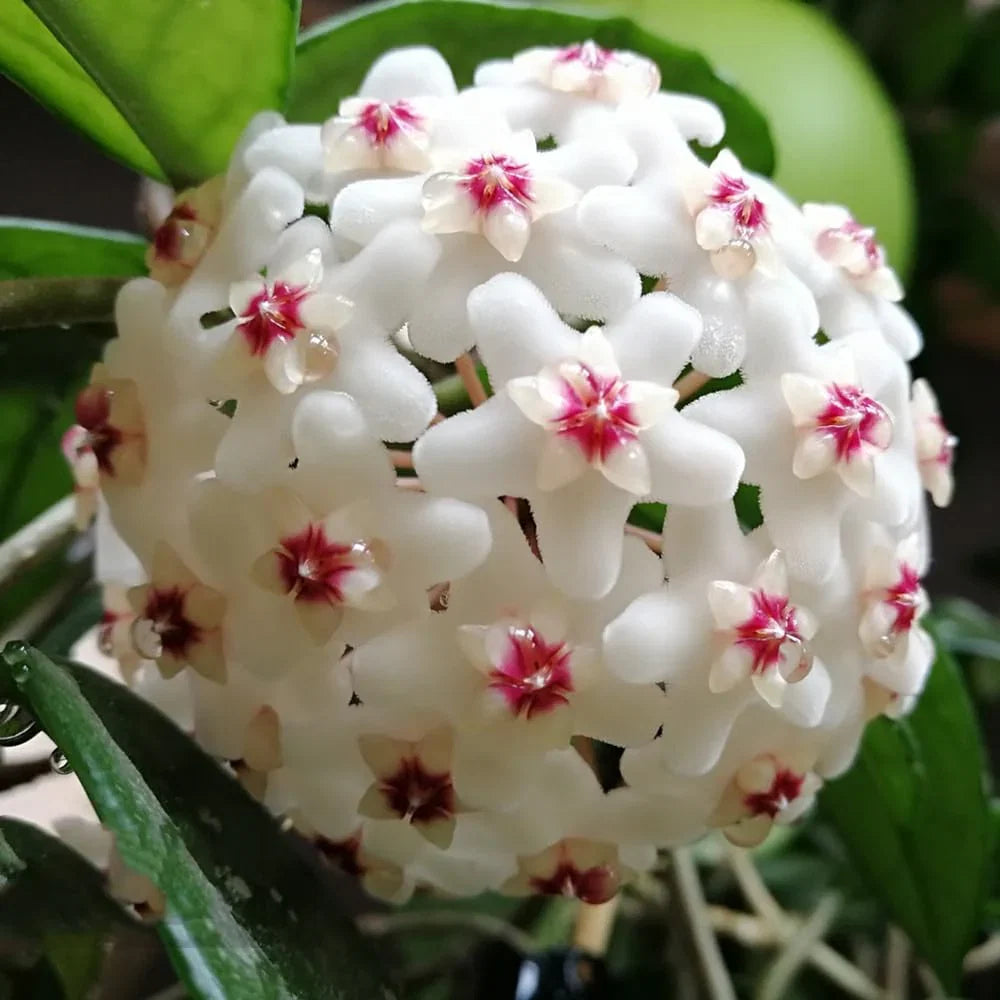 Hoya Carnosa Flower seeds for Planting Cut Flower Favorite Heirloom & GMO Free Seeds for Home Garden
