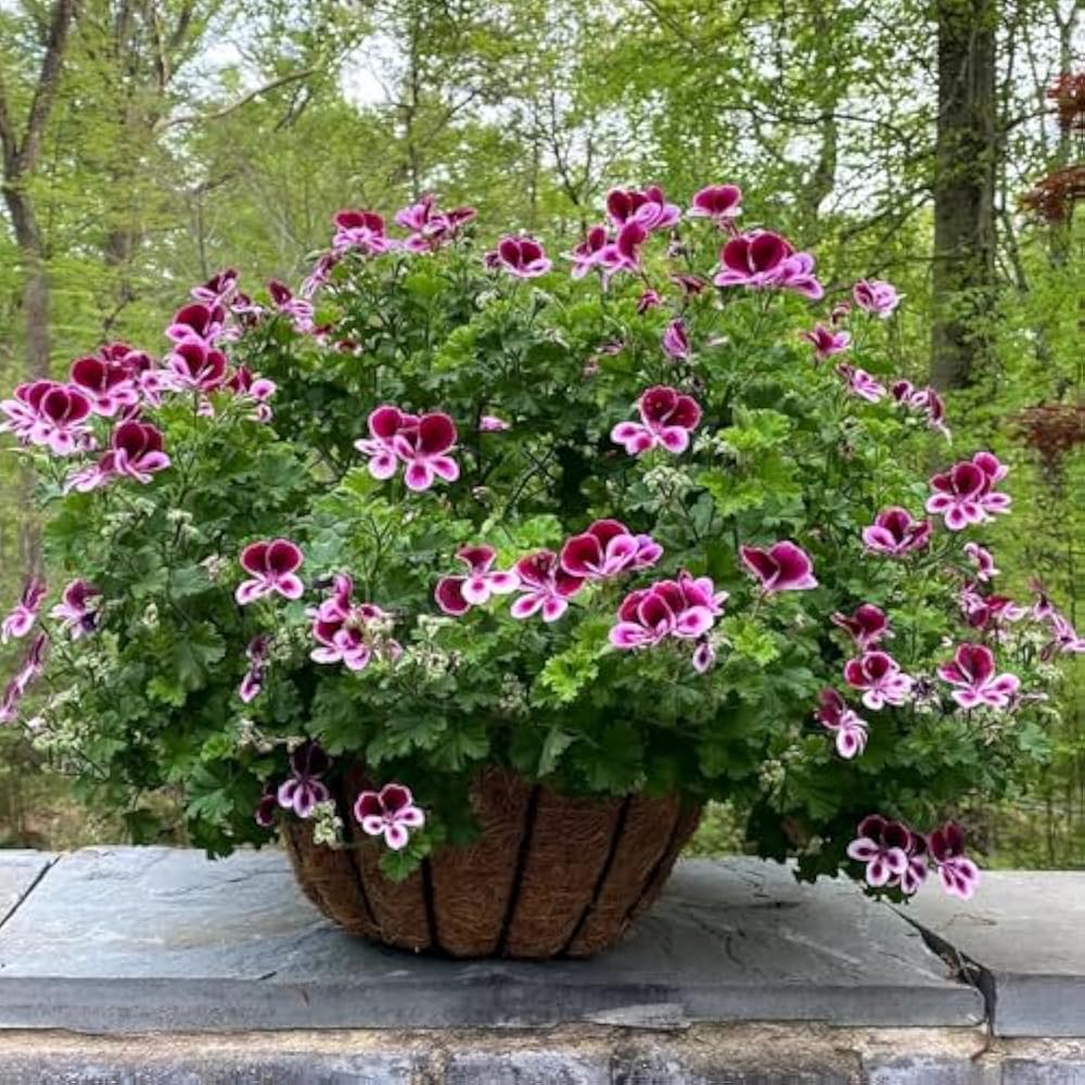 Citronella Flower seeds for Planting - Bright Blooms, Heirloom & GMO Free Seeds for Home Garden