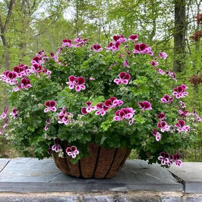 Citronella Flower seeds for Planting - Bright Blooms, Heirloom & GMO Free Seeds for Home Garden
