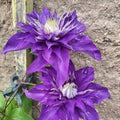 Blue Clematis Flower seeds for Planting Cut Flower Favorite, Heirloom & GMO Free Seeds for Home Garden seeds for planting