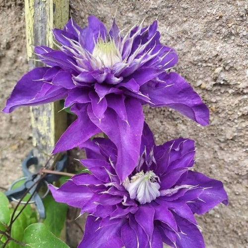 Blue Clematis Flower seeds for Planting Cut Flower Favorite, Heirloom & GMO Free Seeds for Home Garden seeds for planting