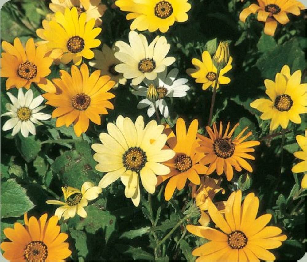 Dimorphotheca Flower seeds for Planting Bright Blooms, Heirloom & GMO Free Seeds for Home Garden vegetable and garden seeds