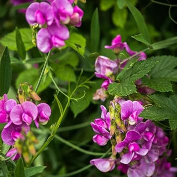 Sweet Peas Flower seeds for Planting Sun Loving Heirloom & GMO Free Seeds for Home Garden 
 
 Sale for planting in home garden
