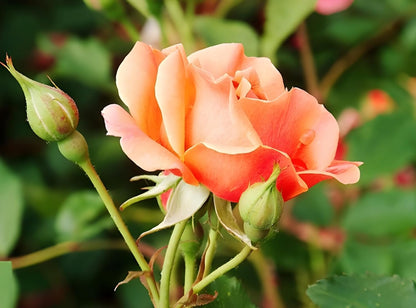 Peach Climbing Rose Flower seeds for Planting - Seasonal Bloomer, Heirloom & GMO Free Seeds for Home Garden
