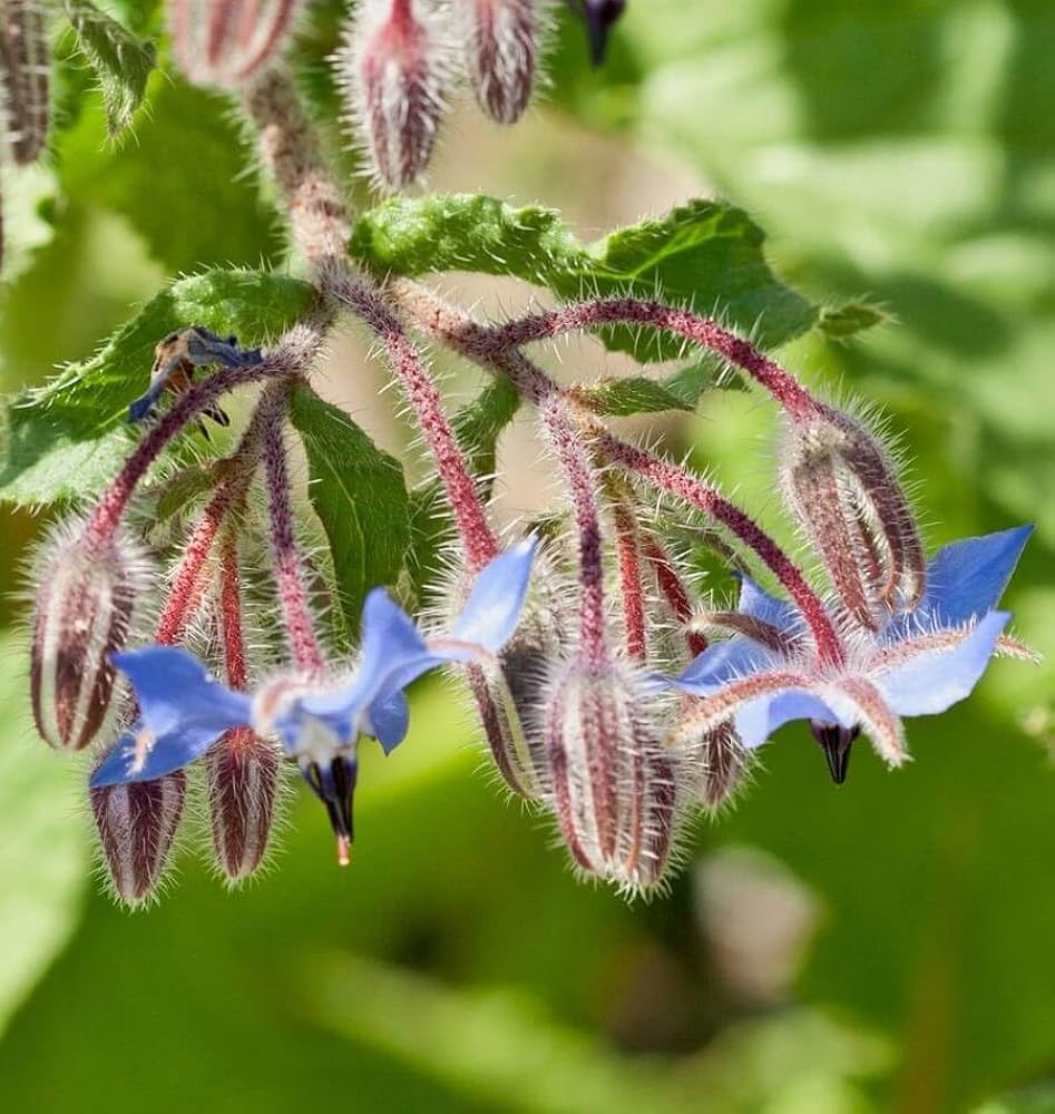 High quality Mixed Borago Flower seeds for Planting Easy to Grow, Heirloom & GMO Free Seeds for Home Garden seeds pack