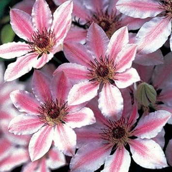 Mixed Nelly Moser Flower seeds for Planting Bright Blooms, Heirloom & GMO Free Seeds for Home Garden seeds for planting