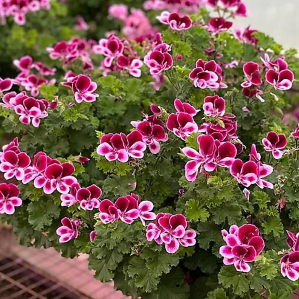 Citronella Flower seeds for Planting - Bright Blooms, Heirloom & GMO Free Seeds for Home Garden