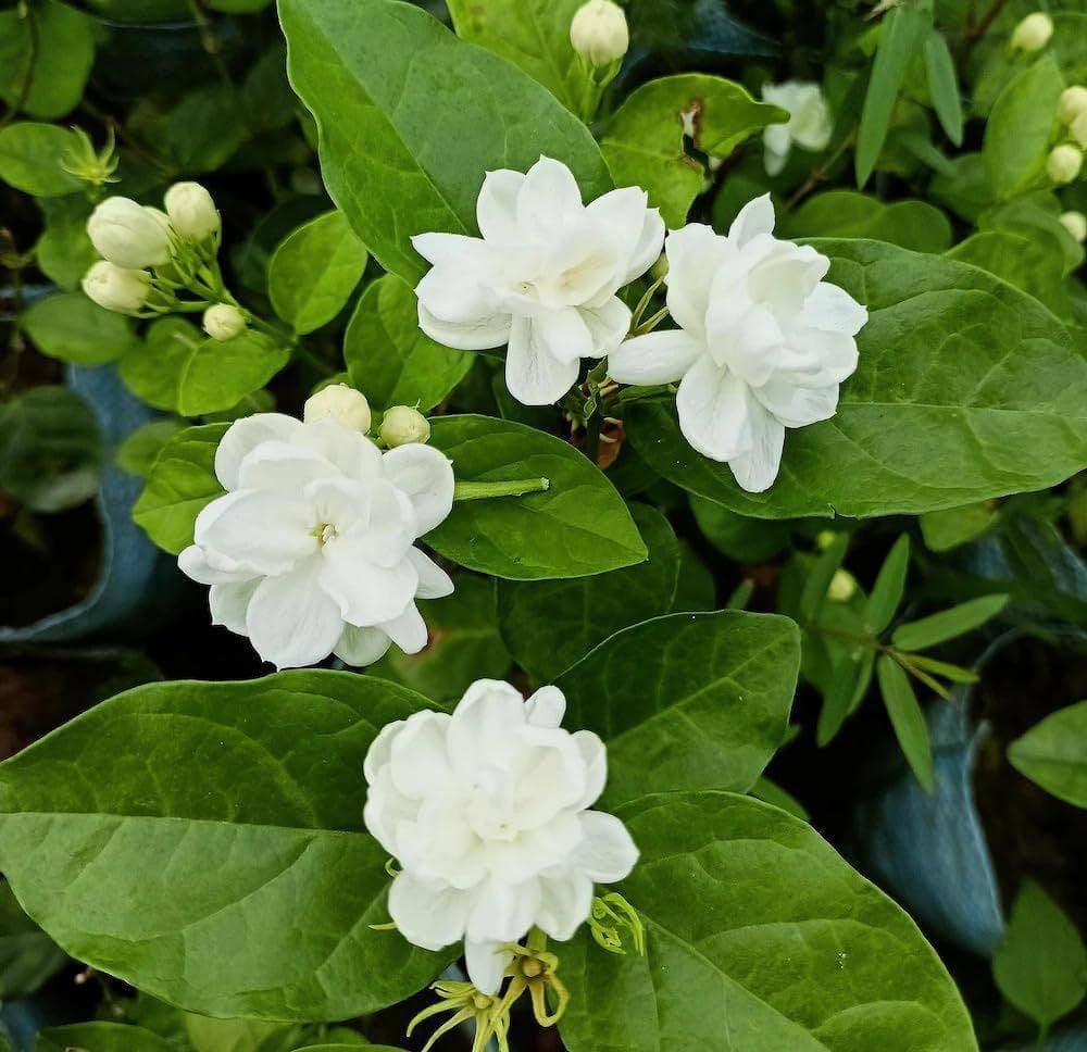 Loroco Flower seeds for Planting Hardy Variety, Heirloom & GMO Free Seeds for Home Garden vegetable and garden seeds