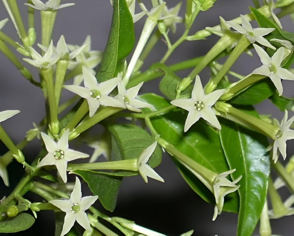 Heirloom Raat Ki Rani Flower seeds for Planting Long Bloom Season Heirloom & GMO Free Seeds for Home Garden
