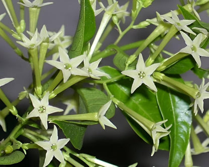 Heirloom Raat Ki Rani Flower seeds for Planting Long Bloom Season Heirloom & GMO Free Seeds for Home Garden