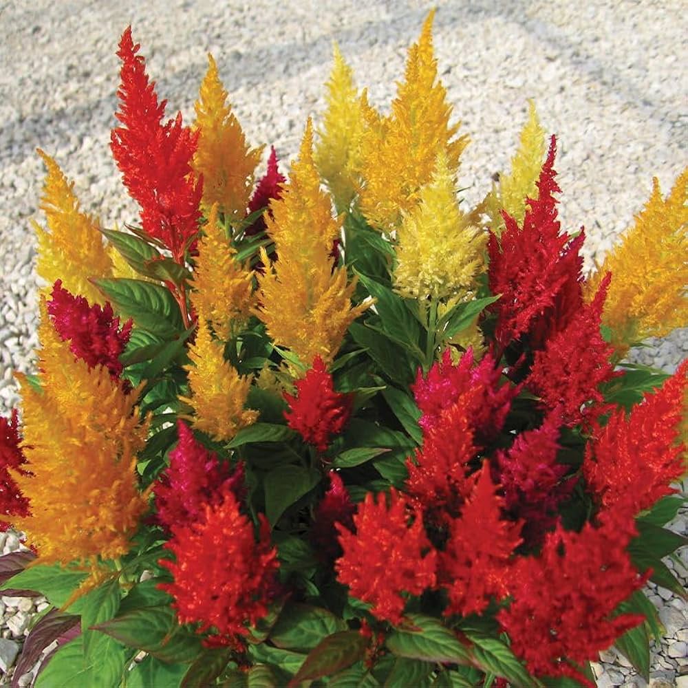 High quality Kuhschelle Flower seeds for Planting Long Bloom Season, Heirloom & GMO Free Seeds for Home Garden seeds pack