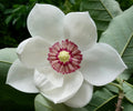 Yulan White Flower seeds for Planting Fragrant Blossoms, Heirloom & GMO Free Seeds for Home Garden seeds for planting