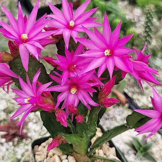 Heirloom Balcony Potted Schlumbergera Seeds Flower seeds for Planting Long Bloom Season Heirloom & GMO Free Seeds for Home Garden
