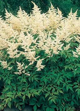 Cream Astilbe Flower seeds for Planting Drought Tolerant, Heirloom & GMO Free Seeds for Home Garden seeds for planting