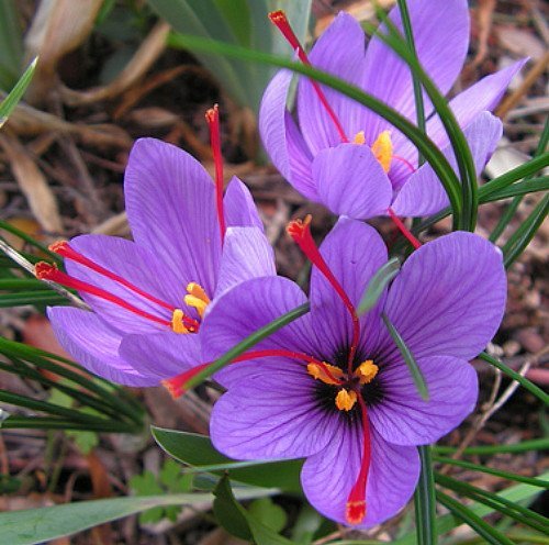 Heirloom Crocus Sativus Flower seeds for Planting Hardy Variety Heirloom & GMO Free Seeds for Home Garden
