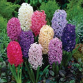 Hyacinthus Orientalis Flower seeds for Planting Wildflower Mix, Heirloom & GMO Free Seeds for Home Garden seeds for planting