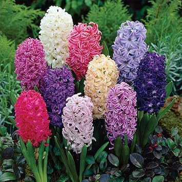 Hyacinthus Orientalis Flower seeds for Planting Wildflower Mix, Heirloom & GMO Free Seeds for Home Garden seeds for planting
