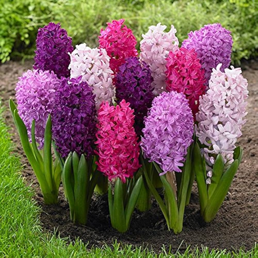Hyacinth Flower seeds for Planting Sun Loving Heirloom & GMO Free Seeds for Home Garden
