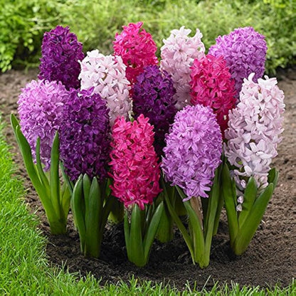 Hyacinth Flower seeds for Planting Sun Loving Heirloom & GMO Free Seeds for Home Garden