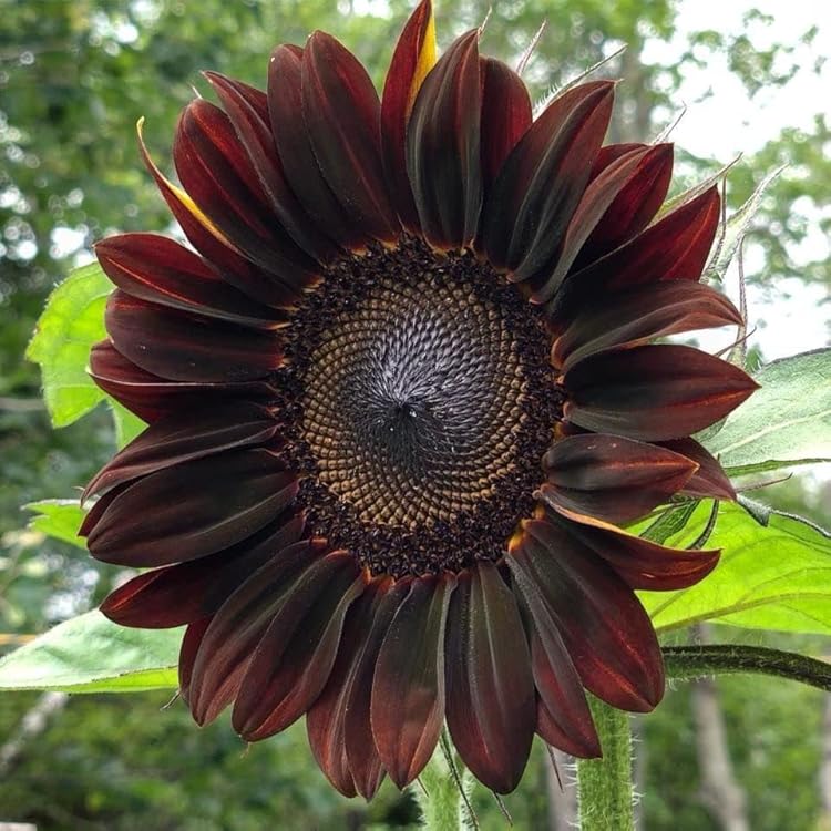Cherry SunFlower seeds for Planting Seasonal Bloomer Heirloom & GMO Free Seeds for Home Garden
