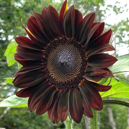 Cherry SunFlower seeds for Planting Seasonal Bloomer Heirloom & GMO Free Seeds for Home Garden