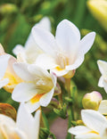 Freesia Flower seeds for Planting Compact Growth, Heirloom & GMO Free Seeds for Home Garden seeds for planting