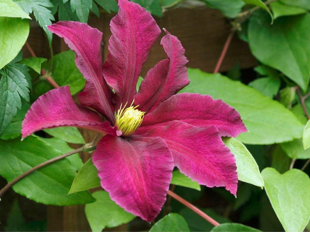 Pink Yellow Clematis Flower seeds for Planting Cottage Garden Essential, Heirloom & GMO Free Seeds for Home Garden seeds for planting