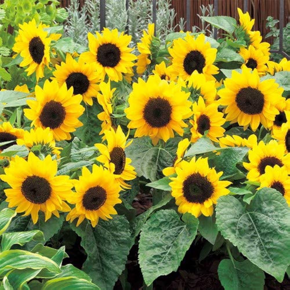 SunFlower seeds for Planting Easy to Grow Heirloom & GMO Free Seeds for Home Garden