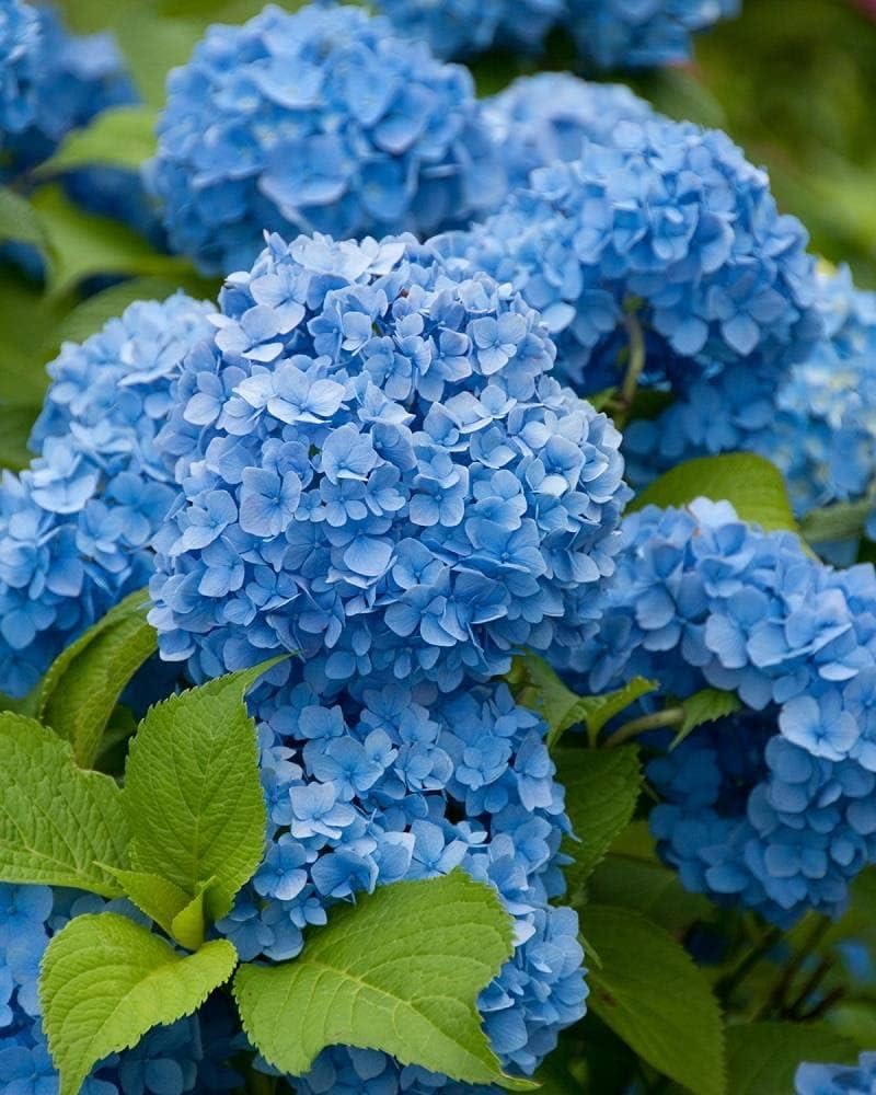 High quality Blue Hydrangea Flower seeds for Planting Fragrant Blossoms, Heirloom & GMO Free Seeds for Home Garden seeds pack