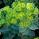 Premium Green Euphorbia Myrsinites Flower seeds for Planting Cut Flower Favorite, Heirloom & GMO Free Seeds for Home Garden seeds