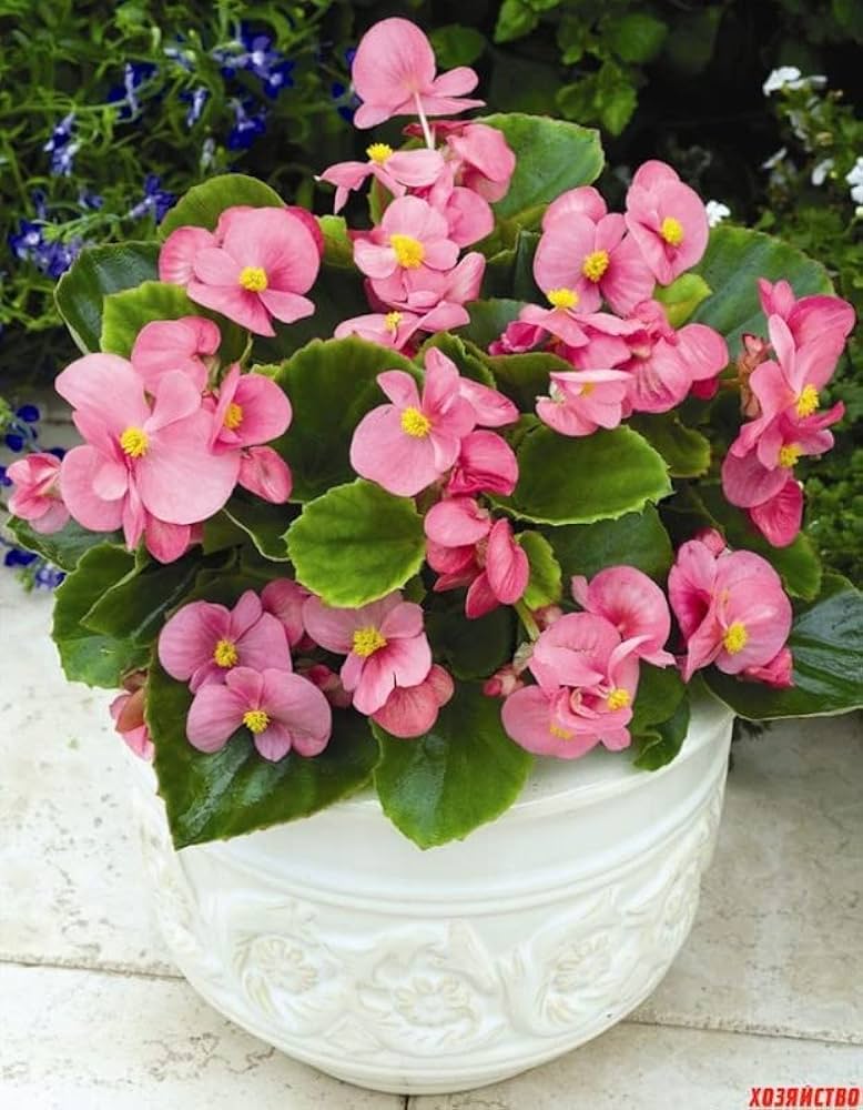 Pink Begonia Flower seeds for Planting Compact Growth, Heirloom & GMO Free Seeds for Home Garden vegetable and garden seeds