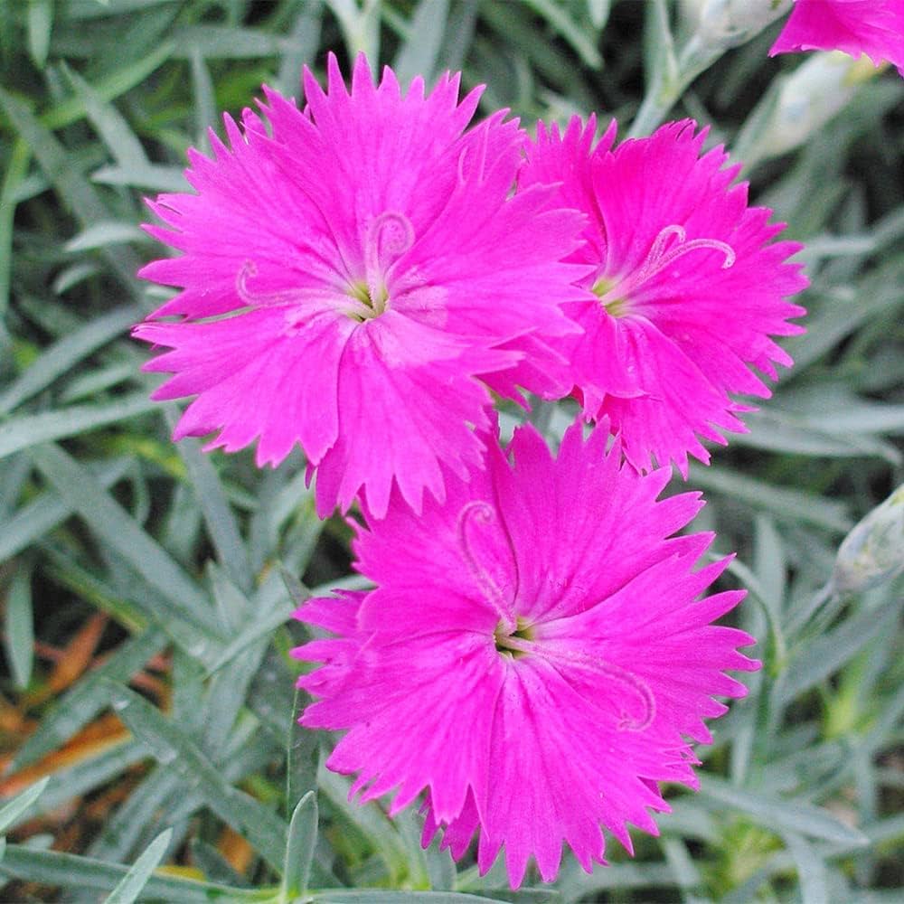 Premium Pink Dianthus Flower seeds for Planting Perfect for Borders, Heirloom & GMO Free Seeds for Home Garden seeds