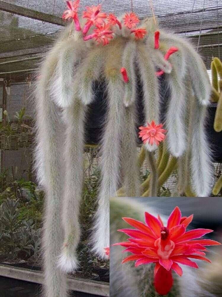Monkey Tail Cactus Seeds Flower seeds for Planting - Low Maintenance, Heirloom & GMO Free Seeds for Home Garden