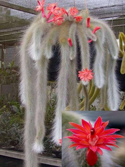 Monkey Tail Cactus Seeds Flower seeds for Planting - Low Maintenance, Heirloom & GMO Free Seeds for Home Garden