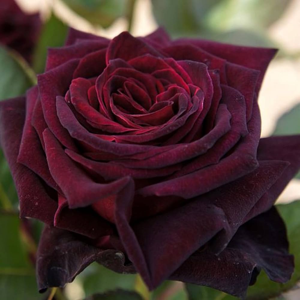 Rare Black Grafted Red Climbing Rose Flower seeds for Planting - Compact Growth, Heirloom & GMO Free Seeds for Home Garden