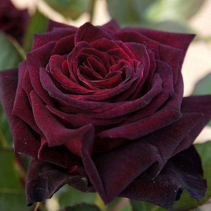 Rare Black Grafted Red Climbing Rose Flower seeds for Planting - Compact Growth, Heirloom & GMO Free Seeds for Home Garden