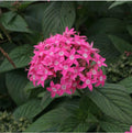 Pink Pentas Flower seeds for Planting Compact Growth, Heirloom & GMO Free Seeds for Home Garden seeds for planting