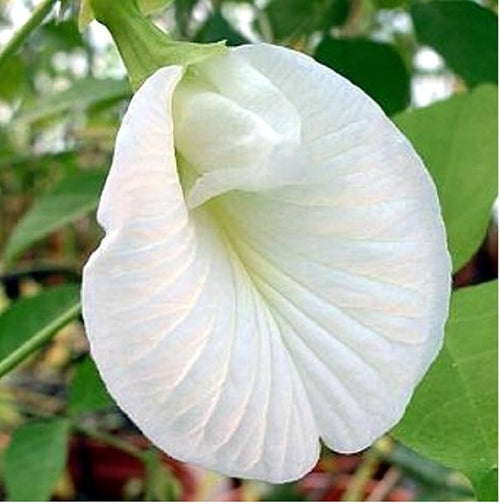 Clitoria Flower seeds for Planting Hardy Variety, Heirloom & GMO Free Seeds for Home Garden seeds for planting