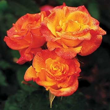 Yellow Orange Rose Flower seeds for Planting Perfect for Borders, Heirloom & GMO Free Seeds for Home Garden seeds for planting