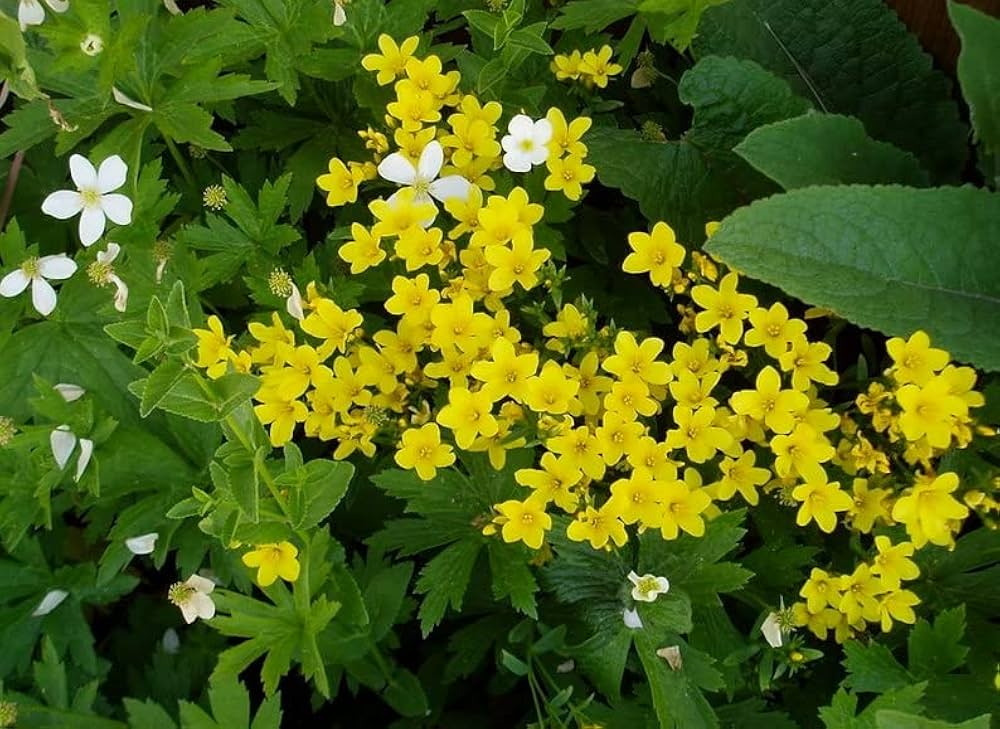 Premium Yellow Linum Flavum Flower seeds for Planting Shade Tolerant, Heirloom & GMO Free Seeds for Home Garden seeds