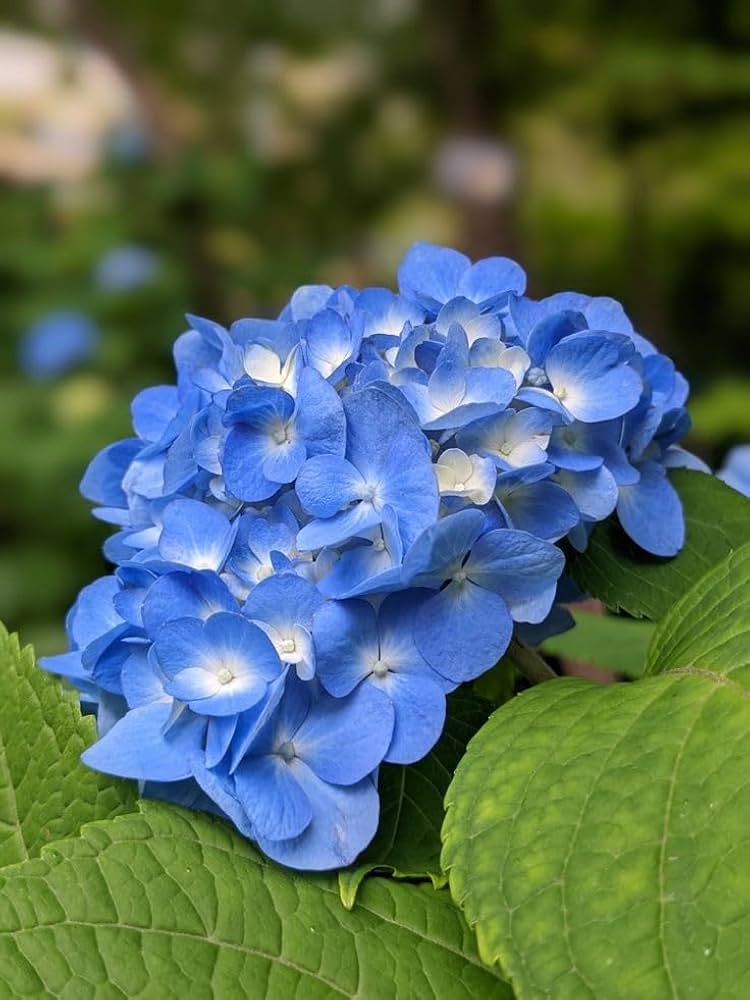 Deep Blue Hydrangea Flower seeds for Planting Bright Blooms, Heirloom & GMO Free Seeds for Home Garden vegetable and garden seeds